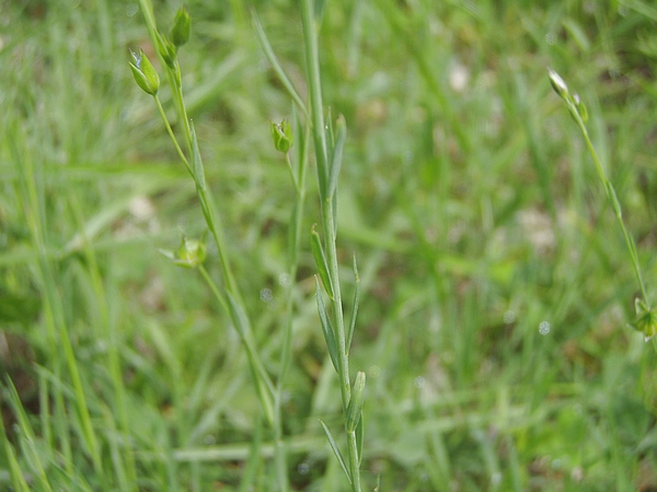 Linum bienne, Aquilegia sp., Veronica chamaedrys